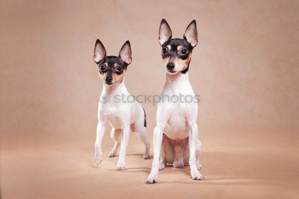 Similar – Image, Stock Photo Insulted! Wall (barrier)