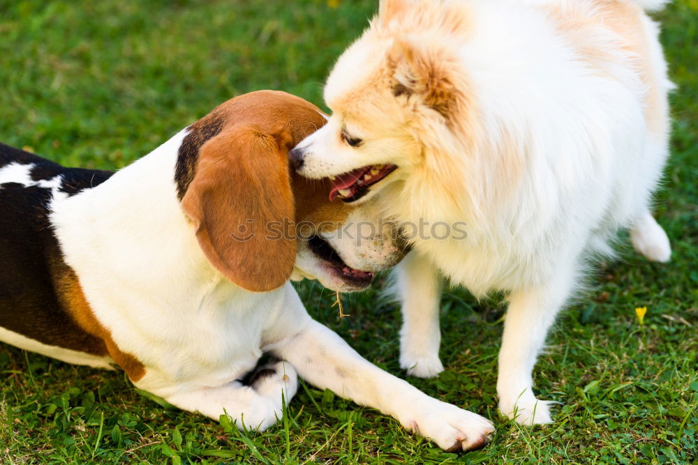 Similar – Image, Stock Photo Curious puppies Animal Pet