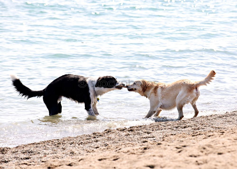 Similar – Image, Stock Photo Come play with me Sand Air