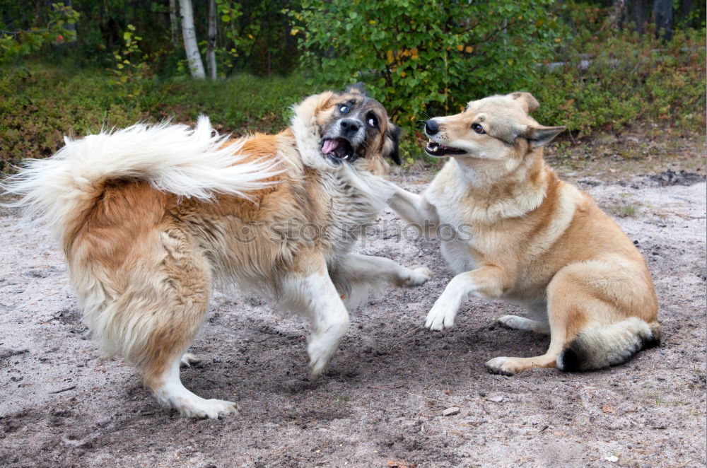 Similar – Dogs running near waving sea