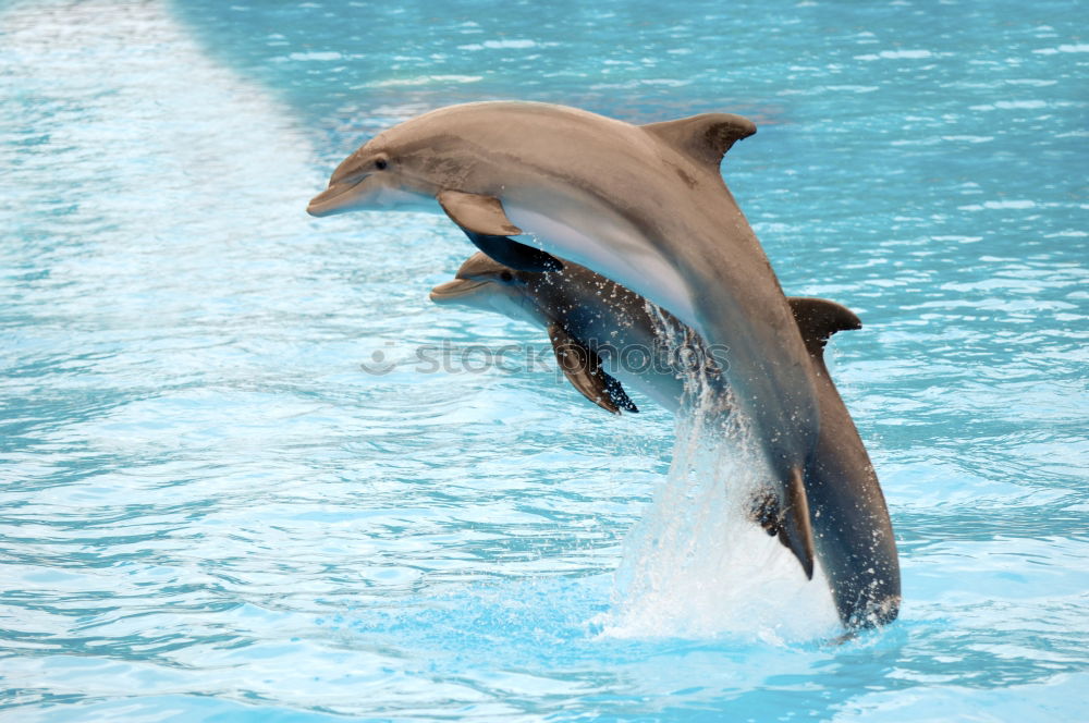 Similar – Image, Stock Photo a jumping orca in a blue sea