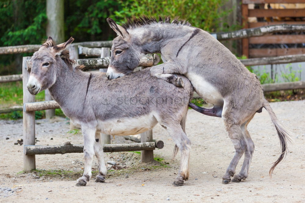 Similar – Schmusefreunde Tier