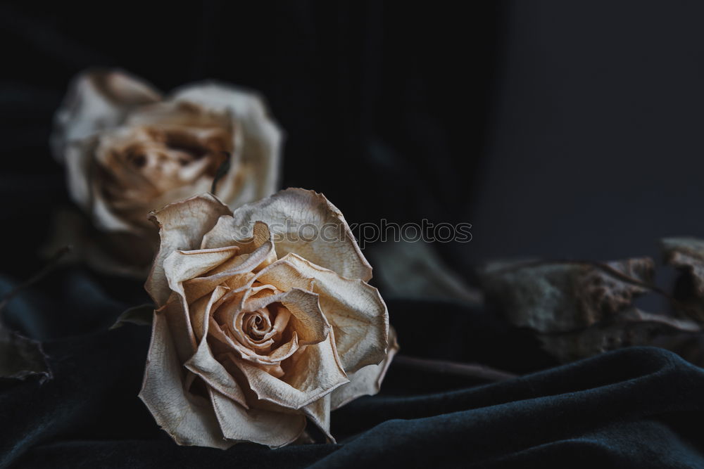 Similar – Image, Stock Photo Crop person cutting roses