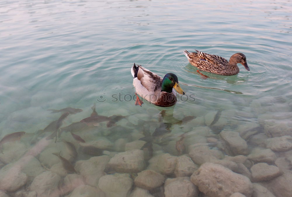 Similar – Image, Stock Photo In stormy times Green Swan