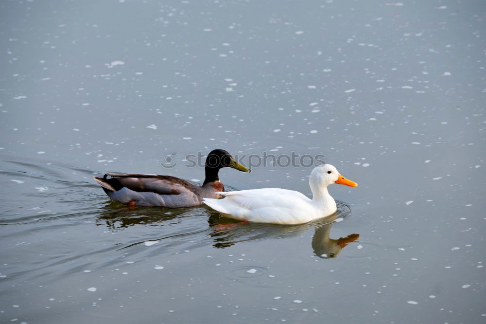 Similar – White warts ducks on a white background