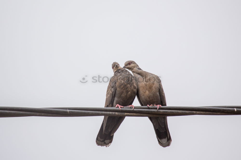 Similar – Image, Stock Photo old, rusty, and sad lovelock with a red ribbon on a bridge