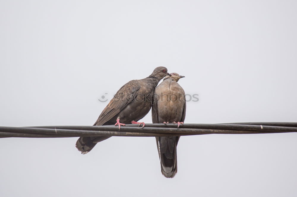 Similar – Foto Bild Zaungespräch Tier Vogel