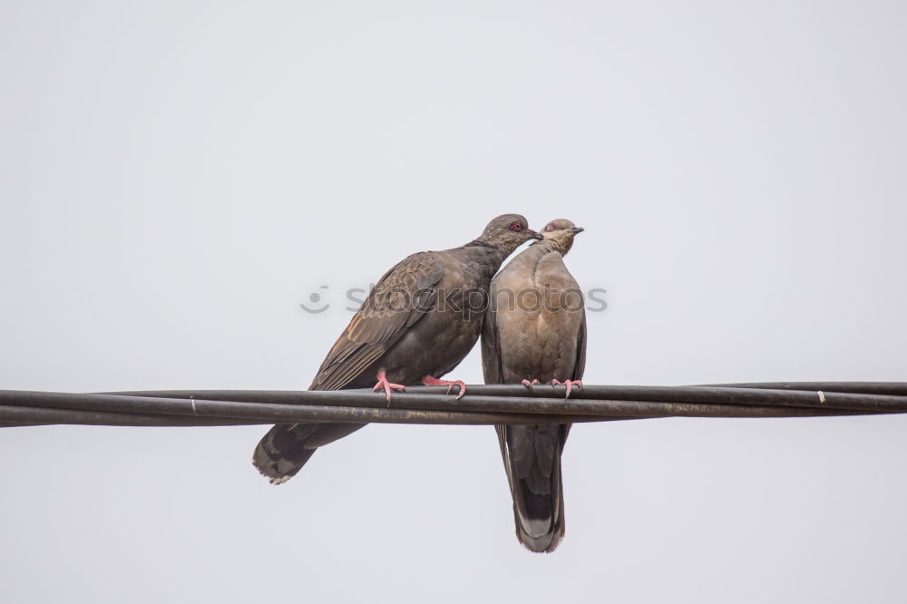 Similar – Foto Bild Zaungespräch Tier Vogel