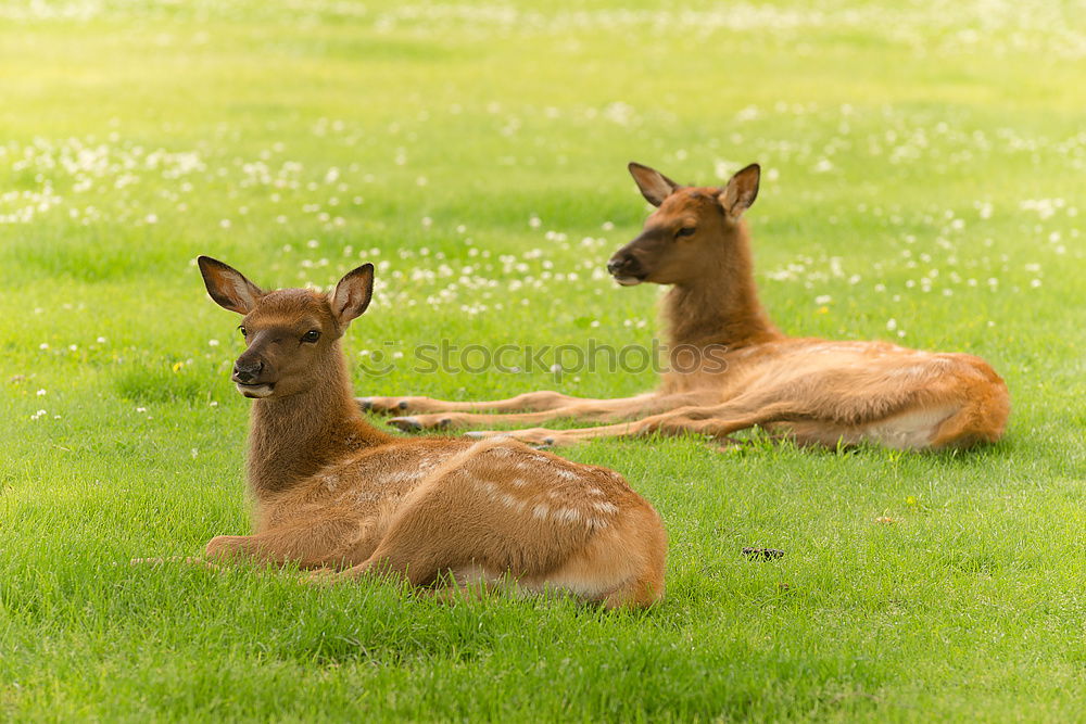 Similar – Image, Stock Photo spring cleaning Nature