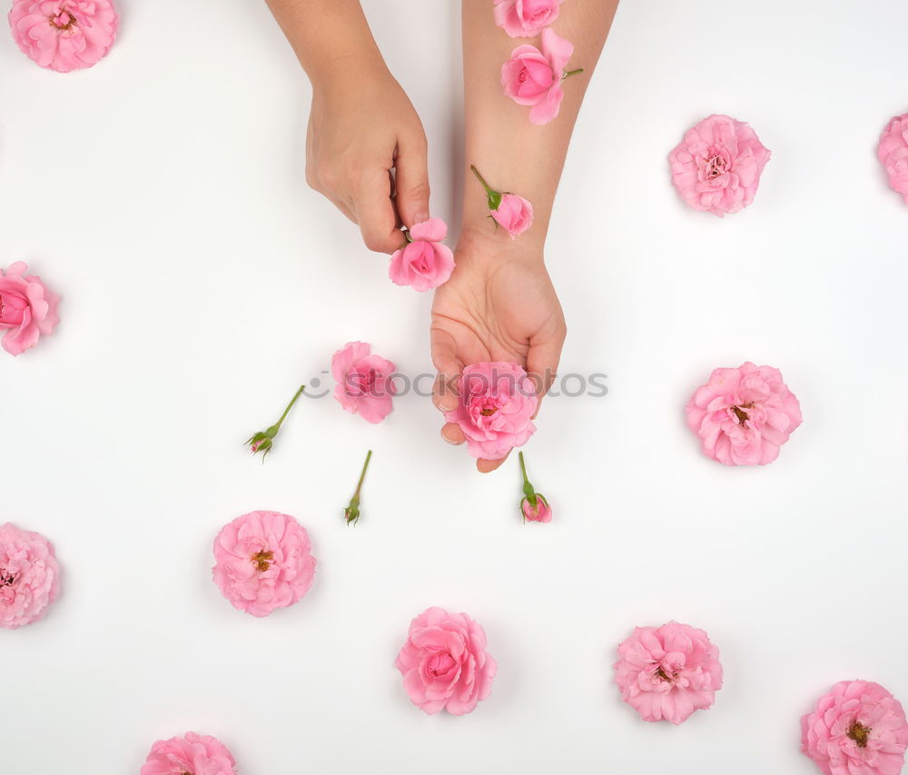 Similar – Image, Stock Photo female hands and small white flowers