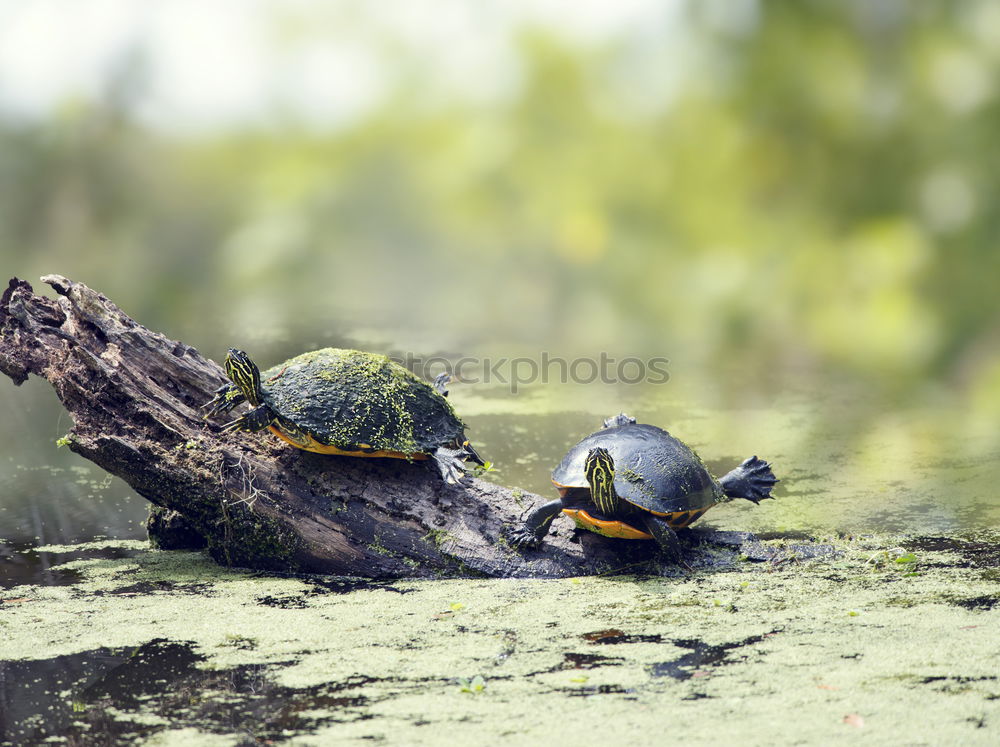 Similar – Image, Stock Photo wanderlust Turtle