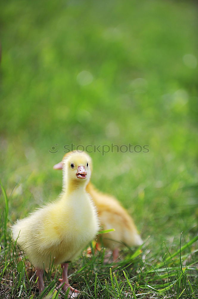 Similar – Image, Stock Photo Childhood memories on a farm.