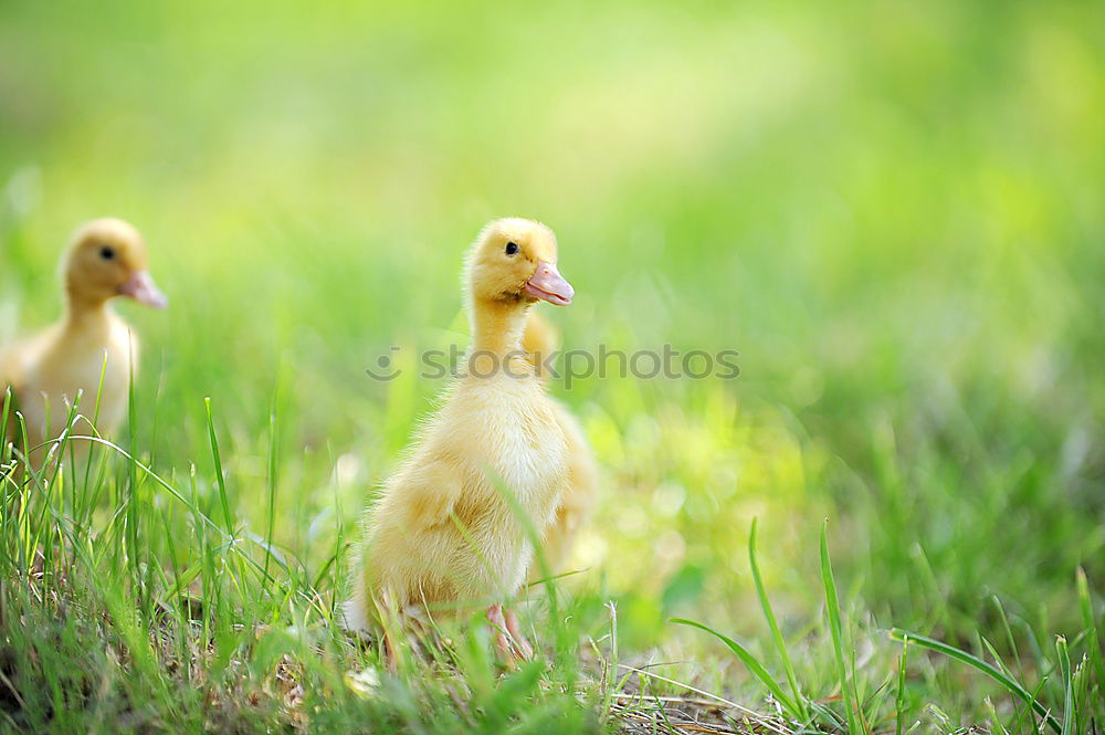 Similar – Image, Stock Photo hen Nature Sun Summer