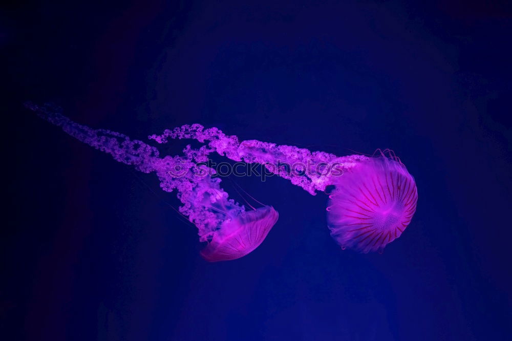 Similar – Image, Stock Photo Jellyfish in blue water in aquarium tank