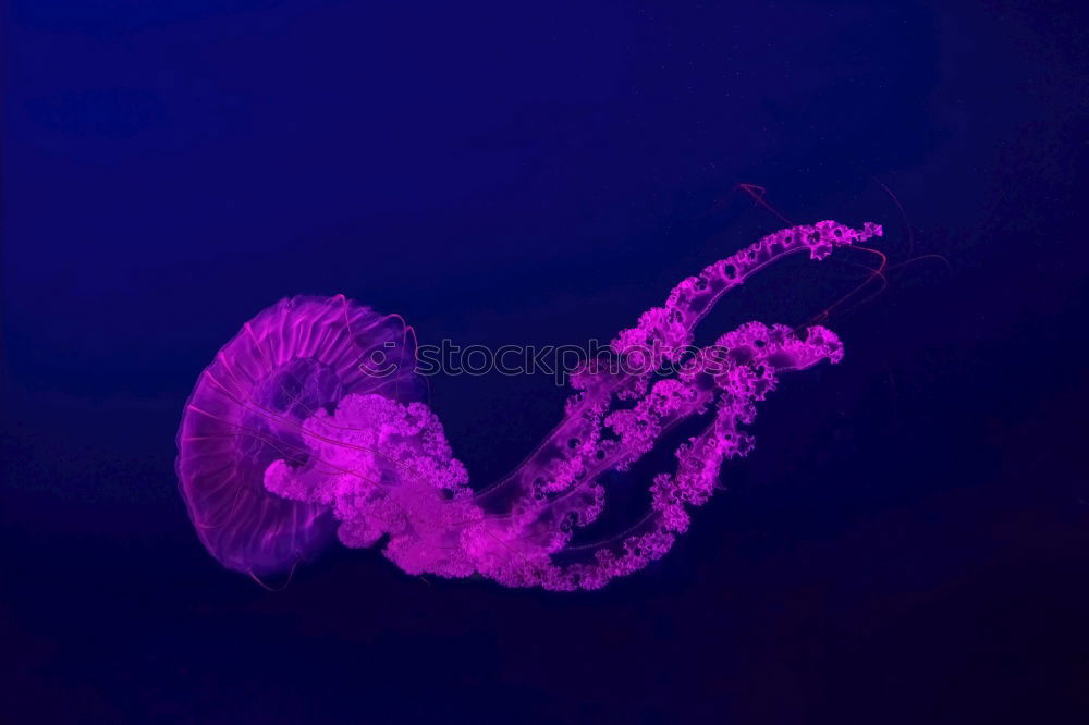 Image, Stock Photo Jellyfish in blue water in aquarium tank