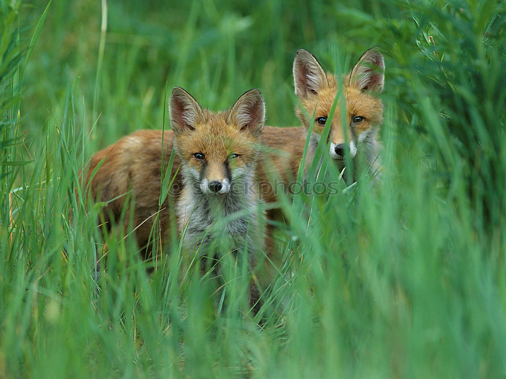 Similar – curious fox cub looking at the camera