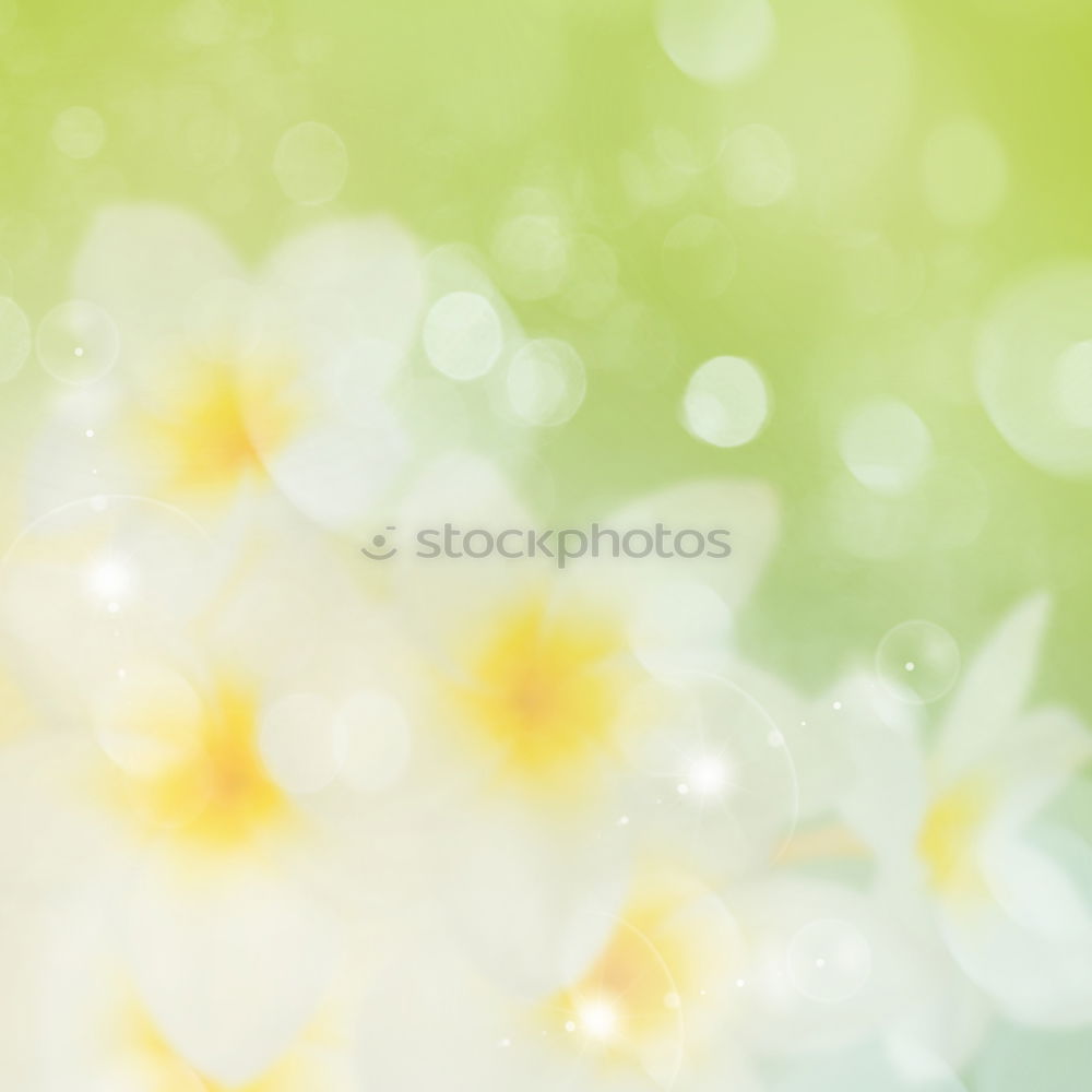 Similar – Spring background with green leaves and bokeh