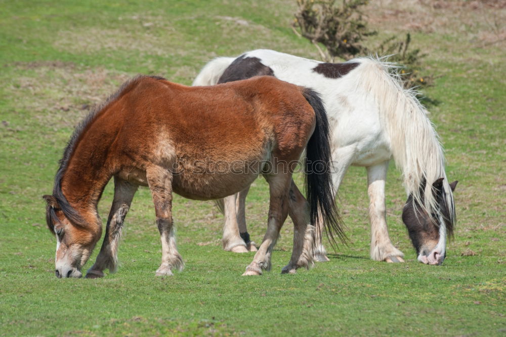 Similar – goat family walking on meadow