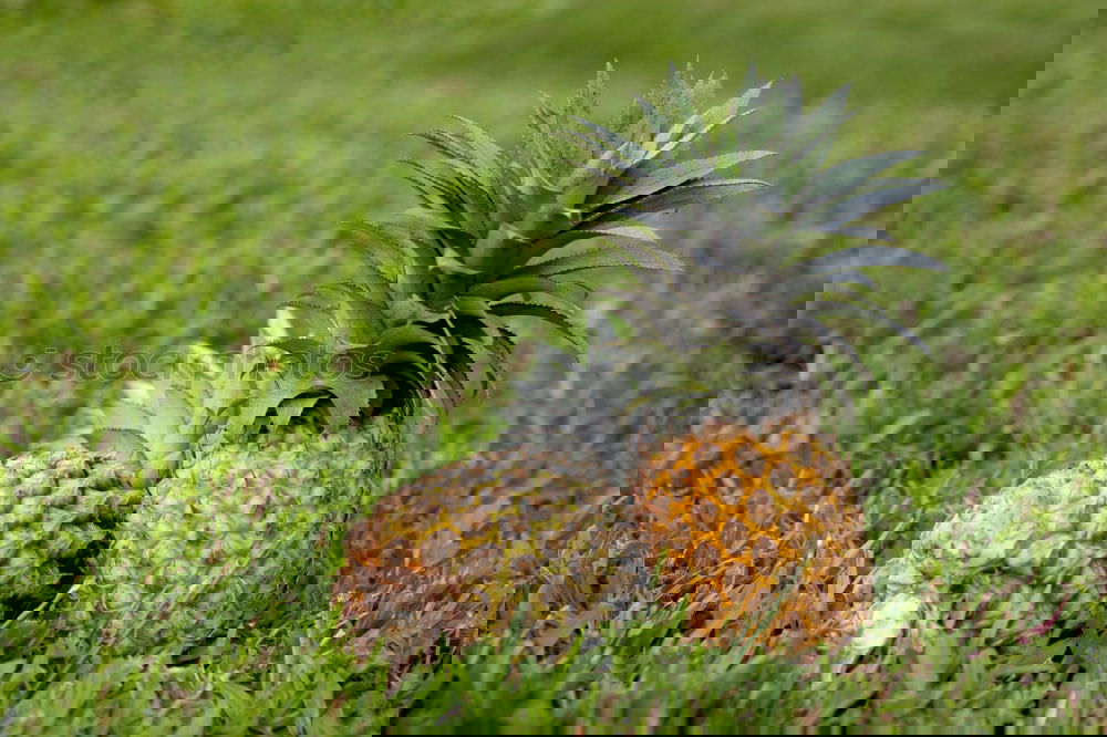 Similar – Image, Stock Photo #AS# Pineapple single wrapped