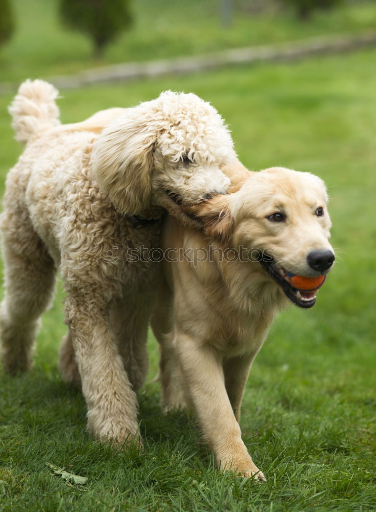 Similar – Siberian husky and French bulldog puppy playing in garden