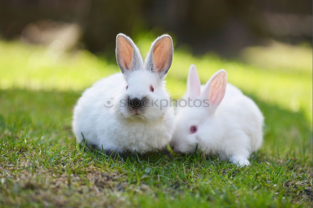 Similar – Image, Stock Photo so cuddly Easter Grass