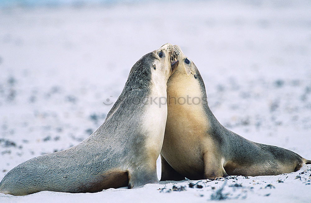 Similar – Cheeky seal Animal