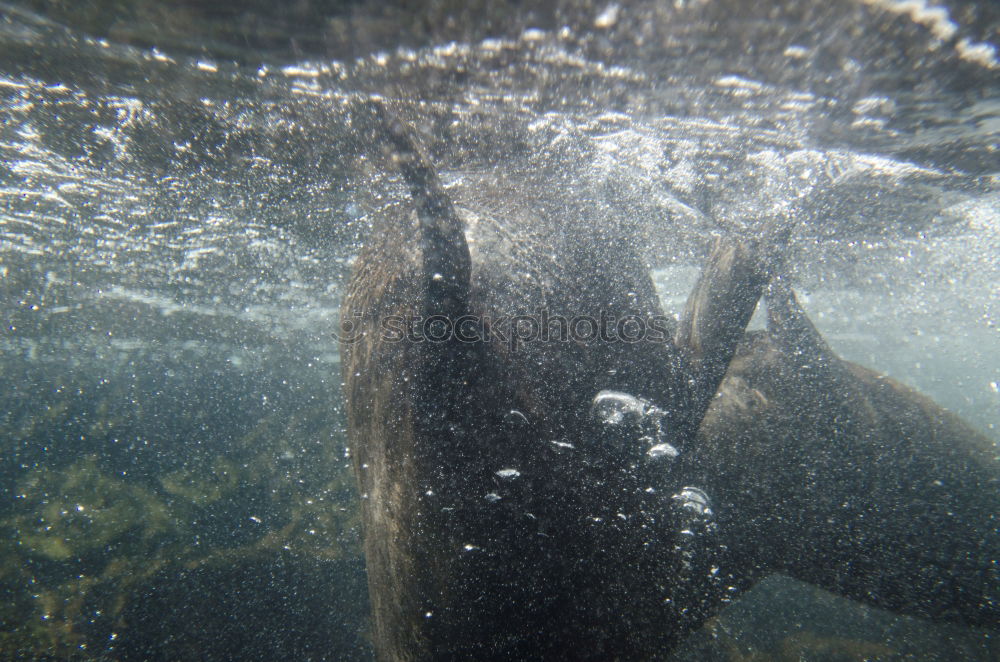 Similar – Image, Stock Photo fish chaos Fishing (Angle)