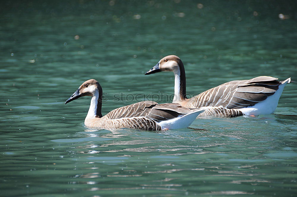 Similar – Image, Stock Photo In stormy times Green Swan