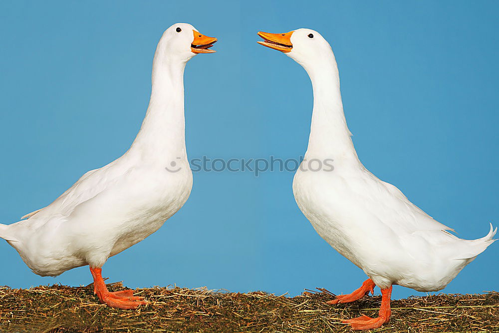 Similar – Image, Stock Photo Schaaf Pair Summer Animal