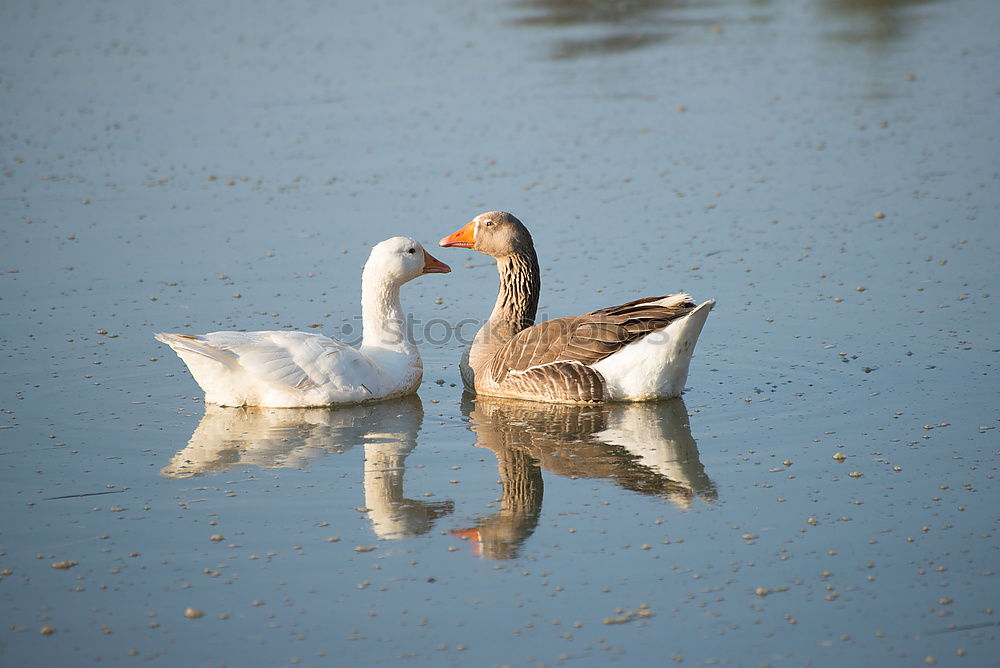 Similar – Image, Stock Photo young silver gull at the Baltic Sea beach in Poland