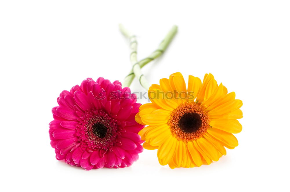 Similar – Flowers with bows on white wooden table