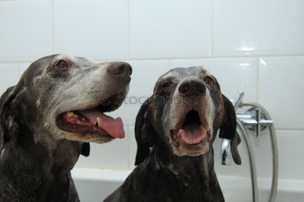 Similar – Wet dog Dog Bathtub Eyes