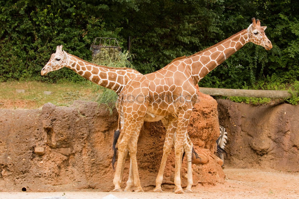 Similar – Image, Stock Photo The Three Funny Two Zoo