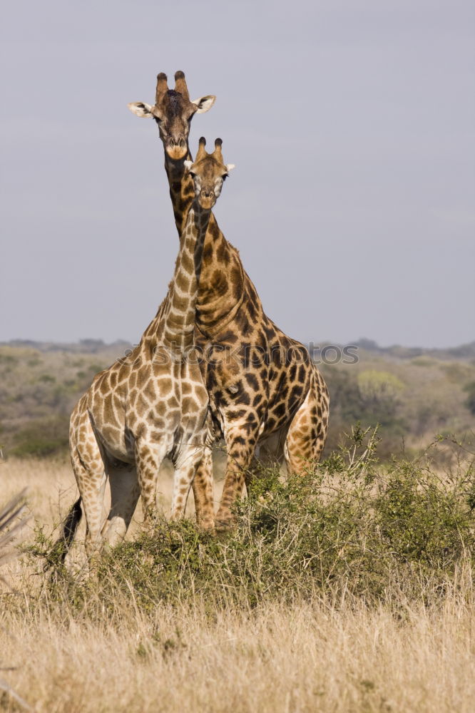 Similar – giraffe Safari Wild animal