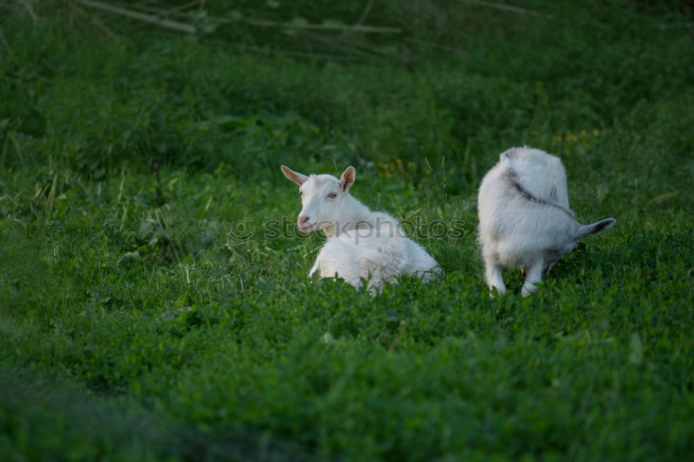 Similar – Image, Stock Photo Little White Tiger Food