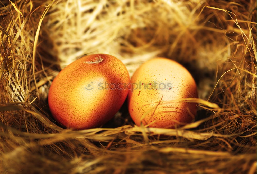 Similar – triple Eggs Nature