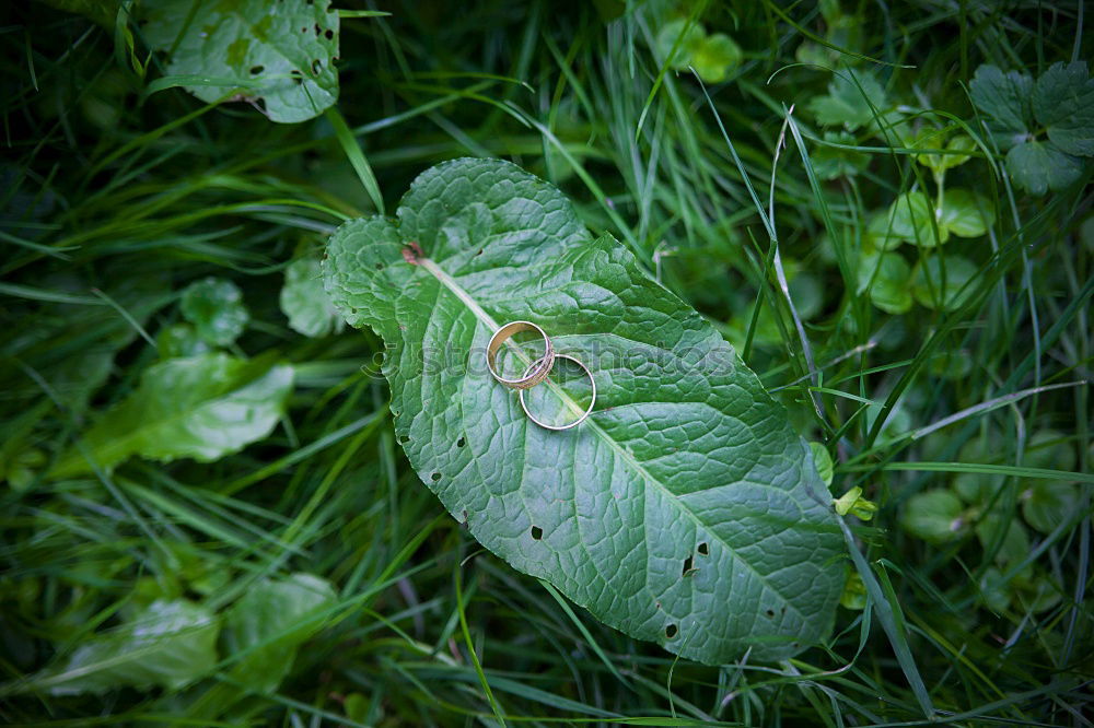 Similar – Nest of the oak tree Life