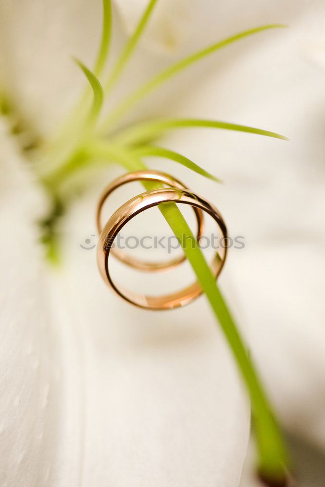 Similar – Foto Bild for ever Ehering Schmuck