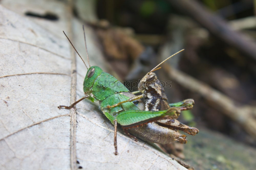 Similar – Image, Stock Photo , Locust Green Wood Animal