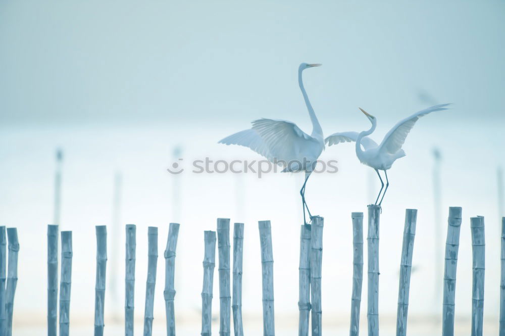 Similar – Image, Stock Photo stand Animal Bird Seagull