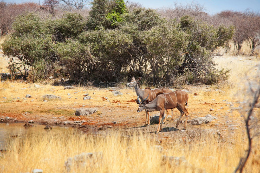 Similar – Image, Stock Photo Oryx in the shade!!!