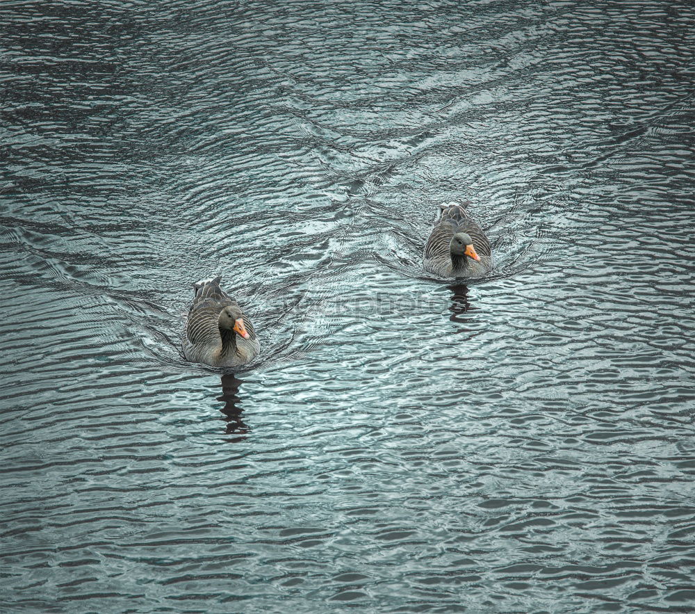 Similar – Image, Stock Photo duckattack Coast Lakeside