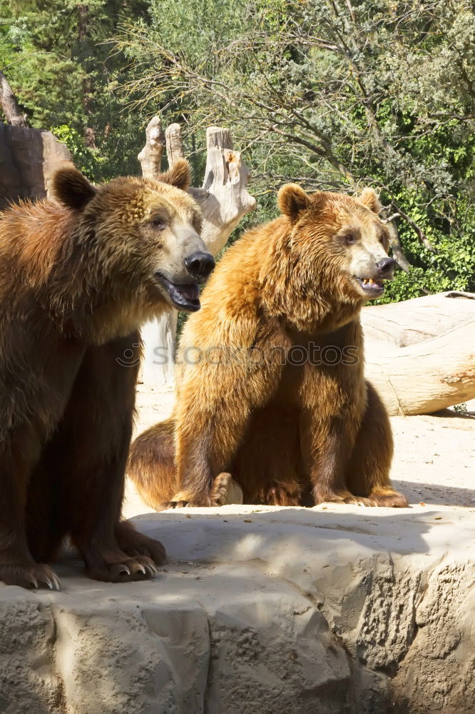 Similar – Image, Stock Photo on a cuddly course Zoo