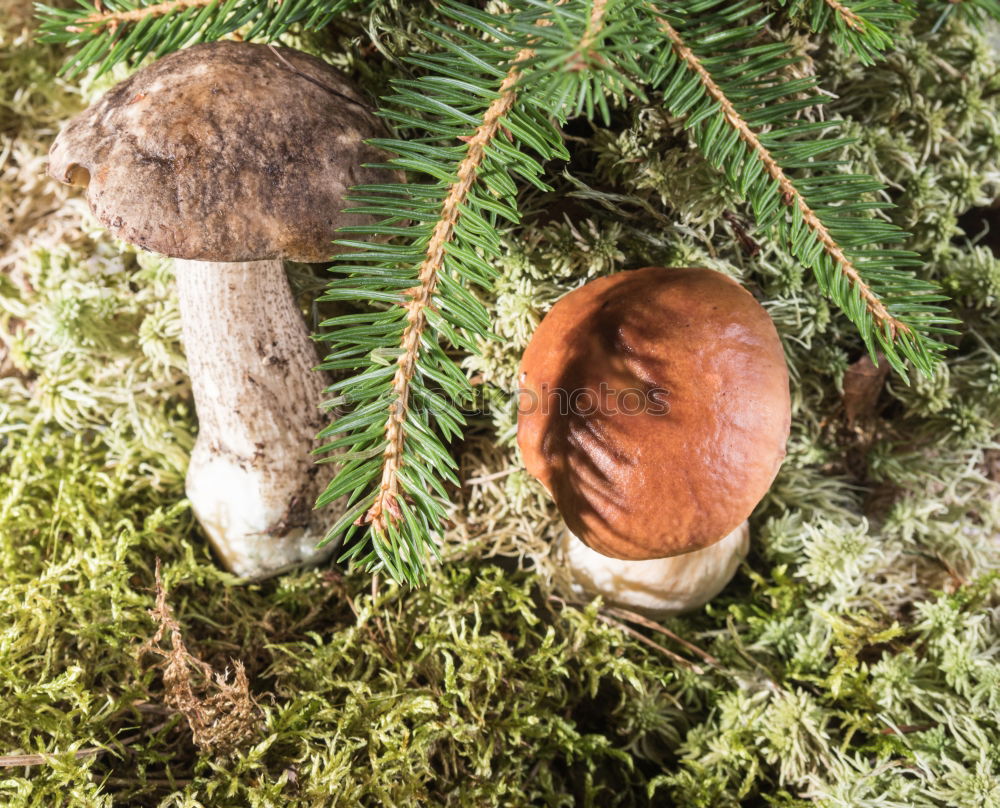 Similar – forest fruits Tree trunk