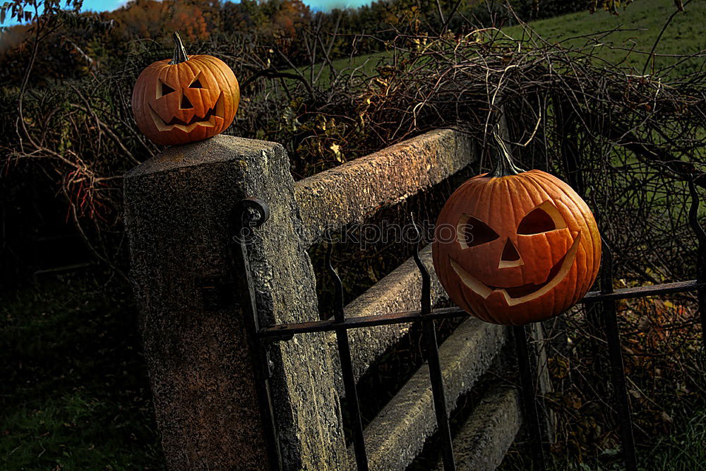 Similar – Image, Stock Photo Happy Halloween Hallowe’en