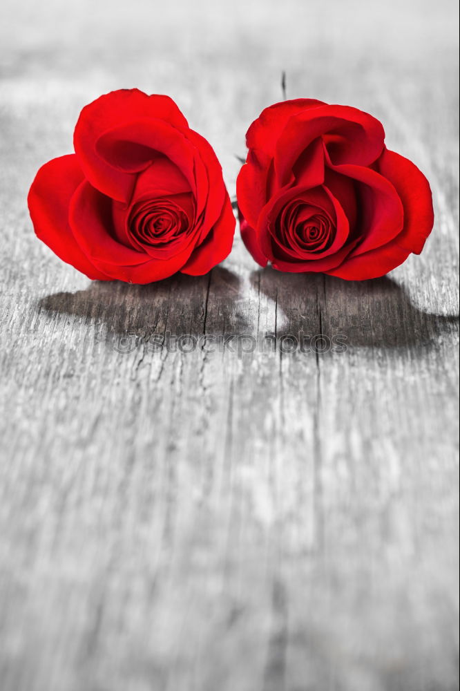 Similar – Image, Stock Photo Red flower rain Hand