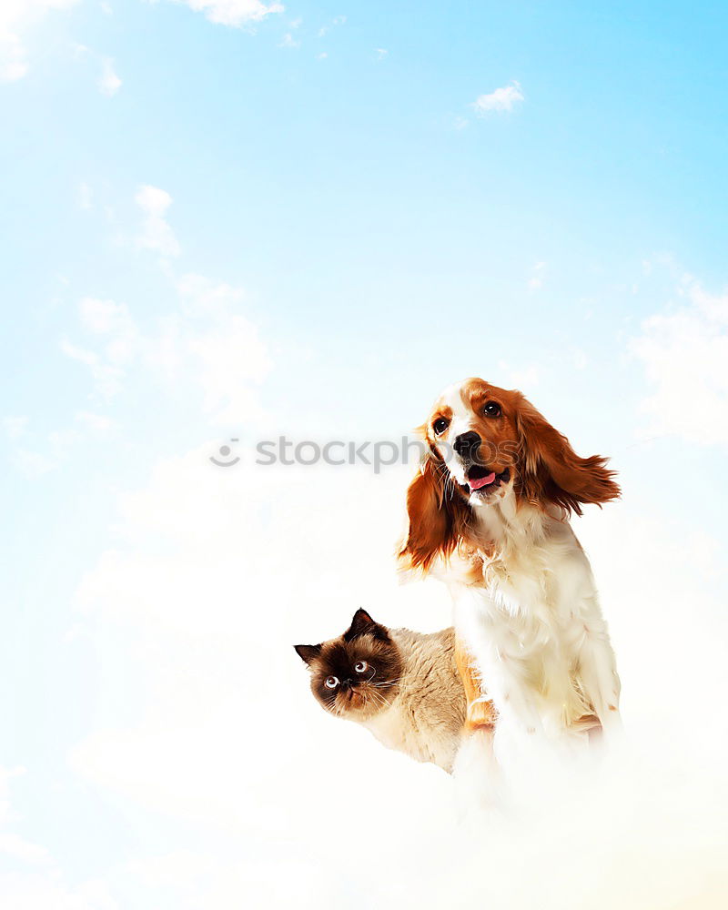 Similar – Image, Stock Photo Beautiful young loving her dog.