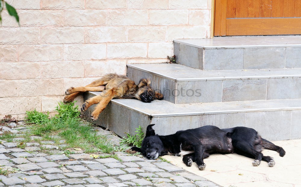 Similar – Two cats in front of door