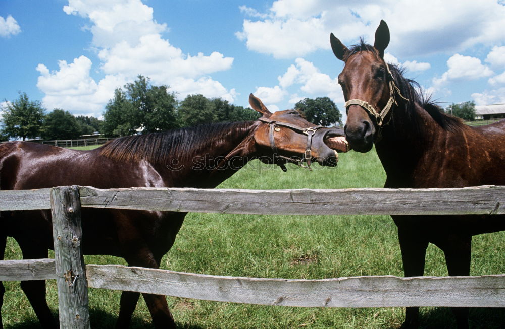 Similar – Image, Stock Photo delicious new camera Horse