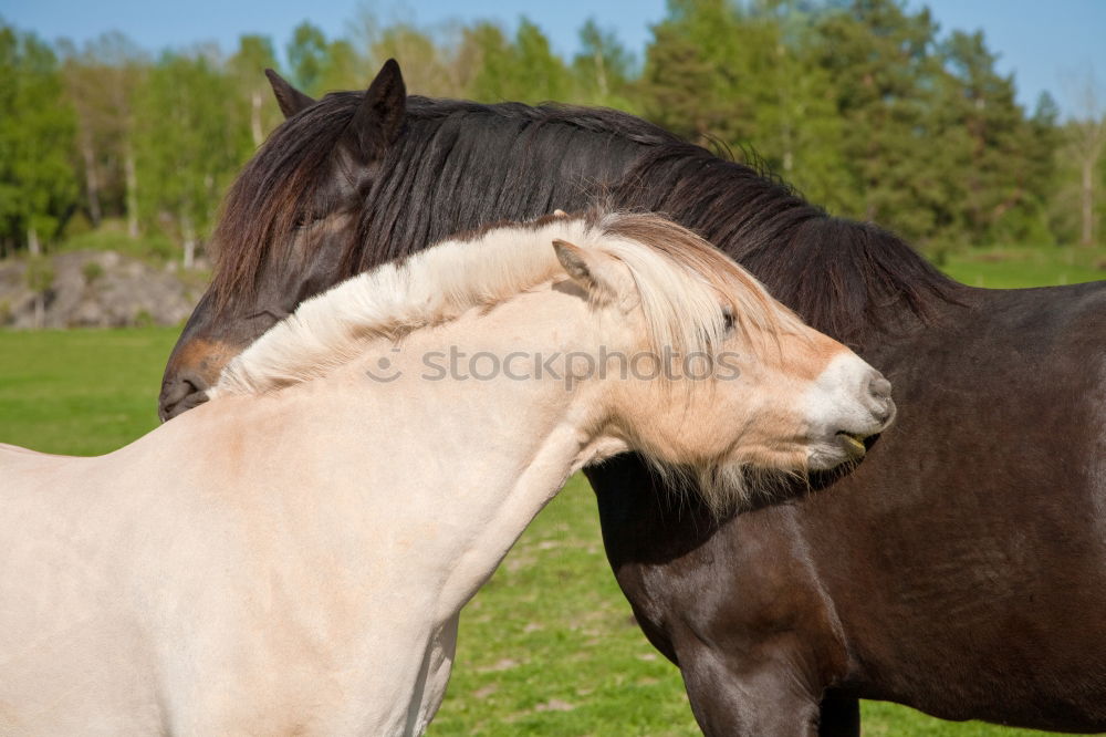 Similar – Image, Stock Photo Icelandic horses Horse